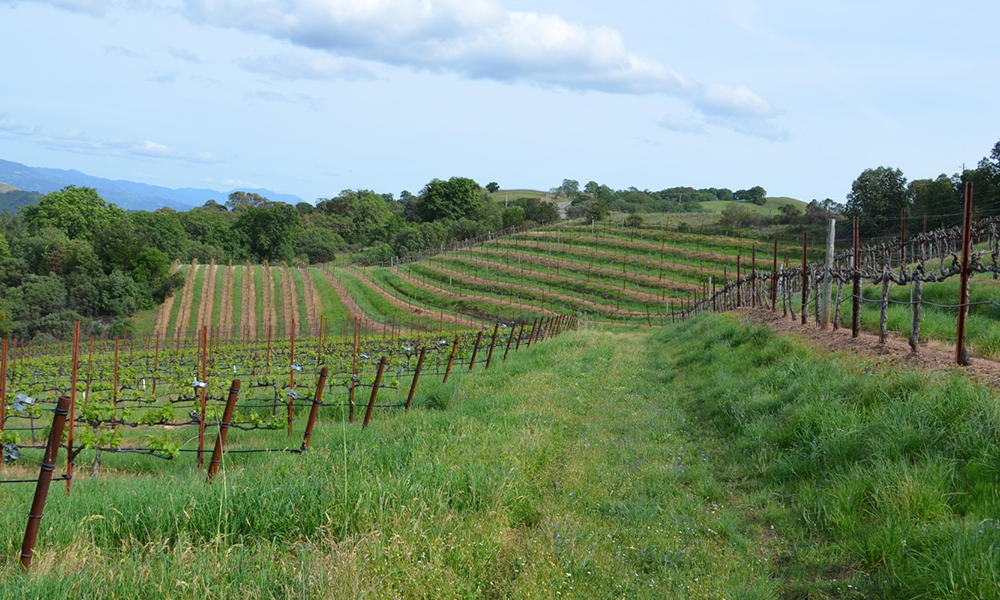 Carol combines experience and skill when making wine